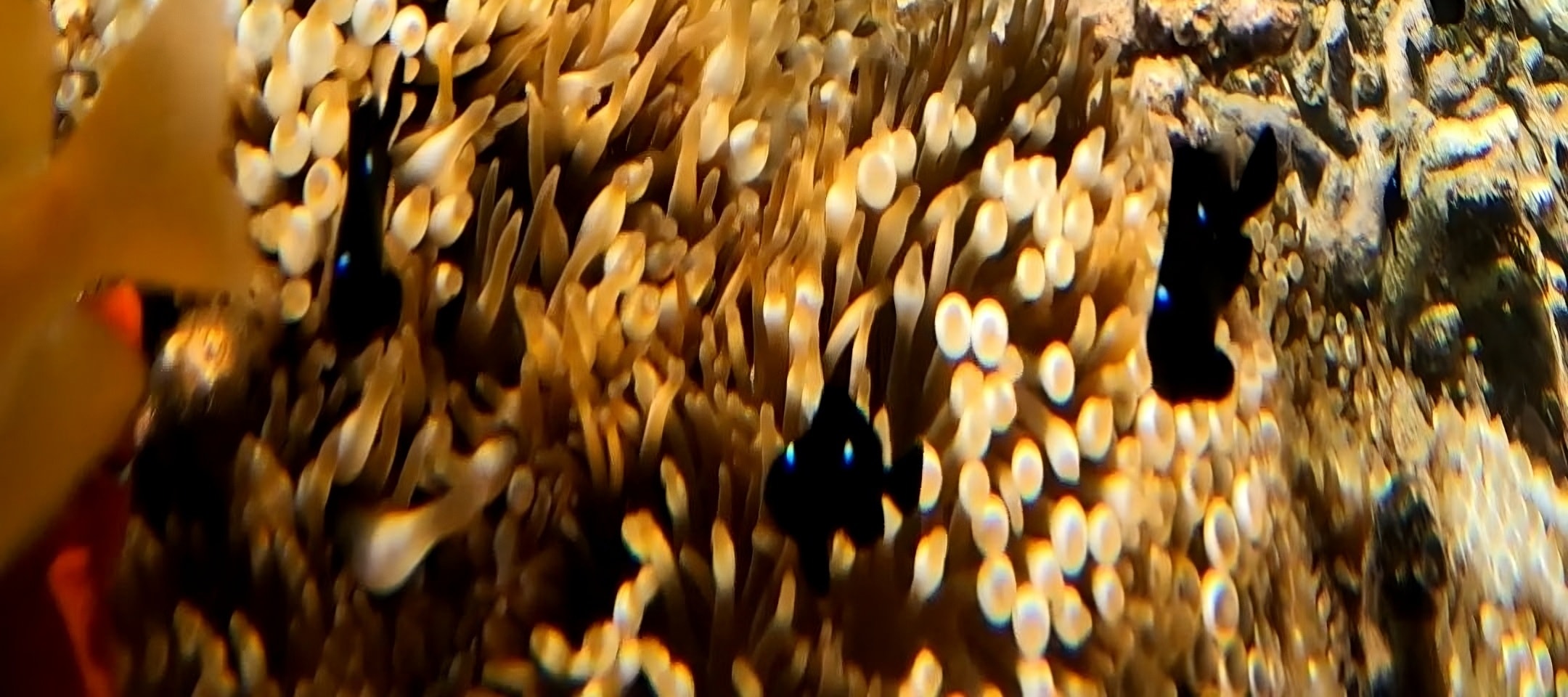 龍目島秘密島嶼私人浮潛之旅（含GoPro）
