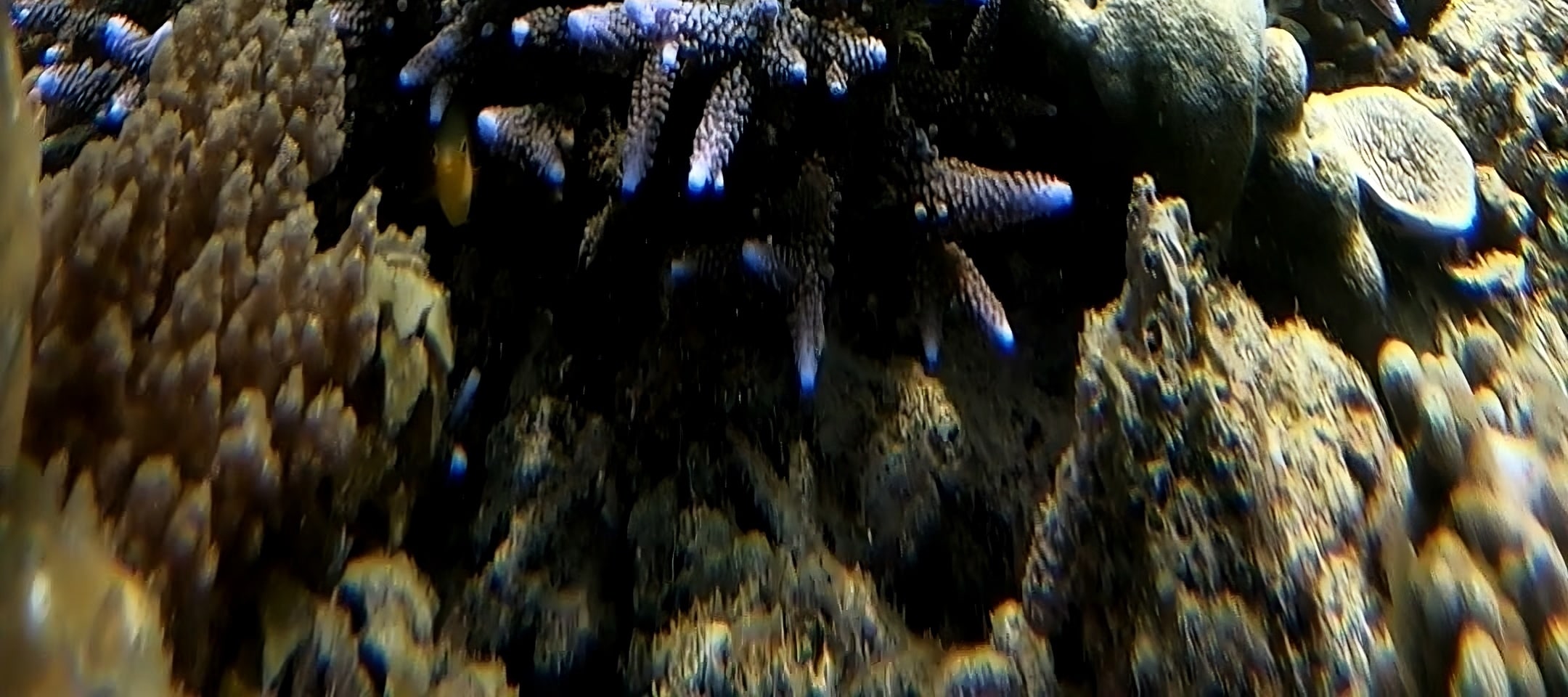 龍目島秘密島嶼私人浮潛之旅（含GoPro）
