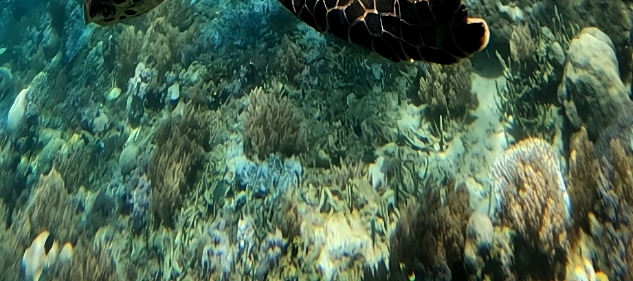 龍目島秘密島嶼私人浮潛之旅（含GoPro）