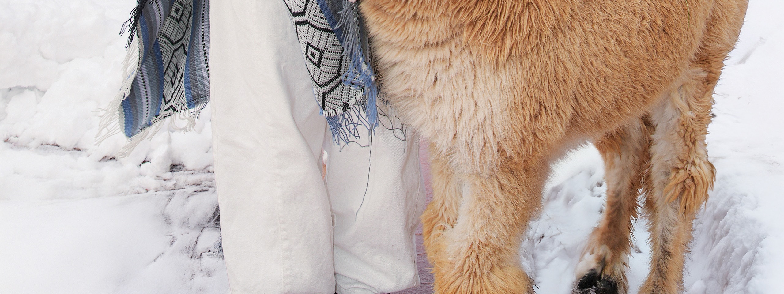 在草泥馬樂園近距離接觸草泥馬,與可愛的動物互動 在草泥馬樂園近距離接觸草泥馬,與可愛的動物互動