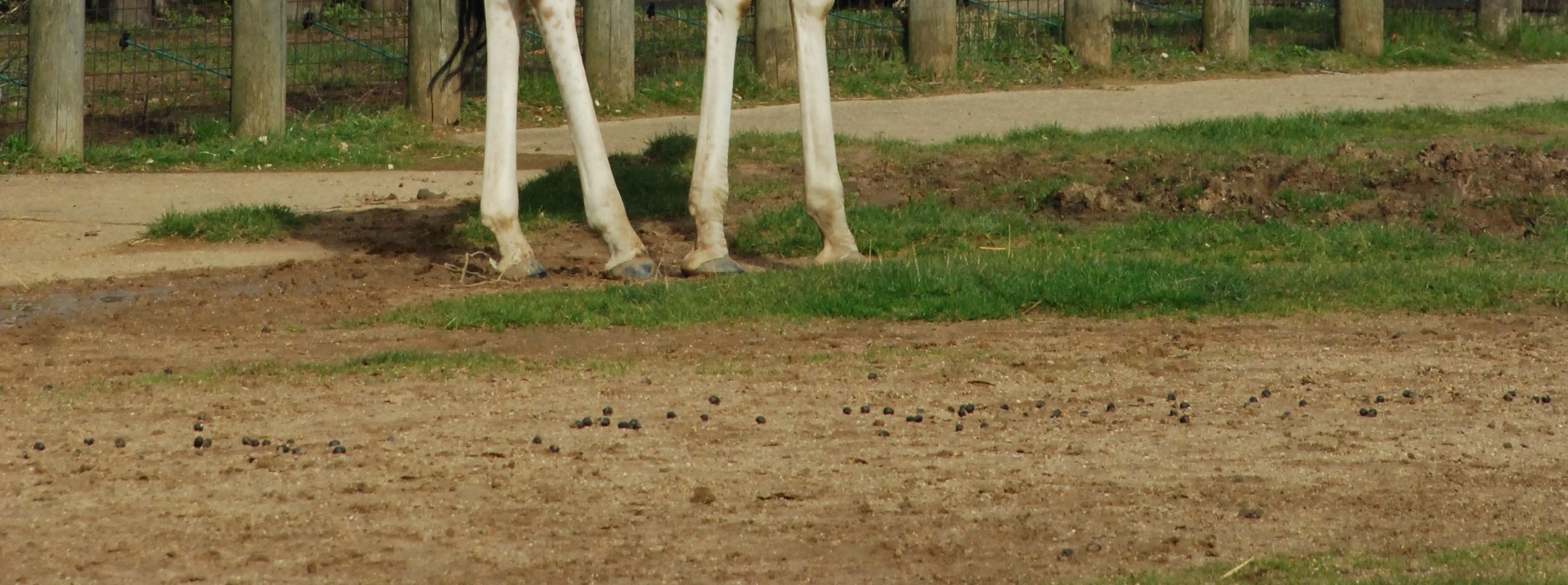 倫敦動物園門票