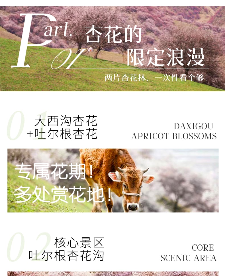 新疆早春伊犁杏韻伊春7日（攝影領隊全程陪同+大西溝+吐爾根杏花+賽里木湖+庫爾德寧草原小火鍋+安集海大峽谷+喀贊其下午茶）