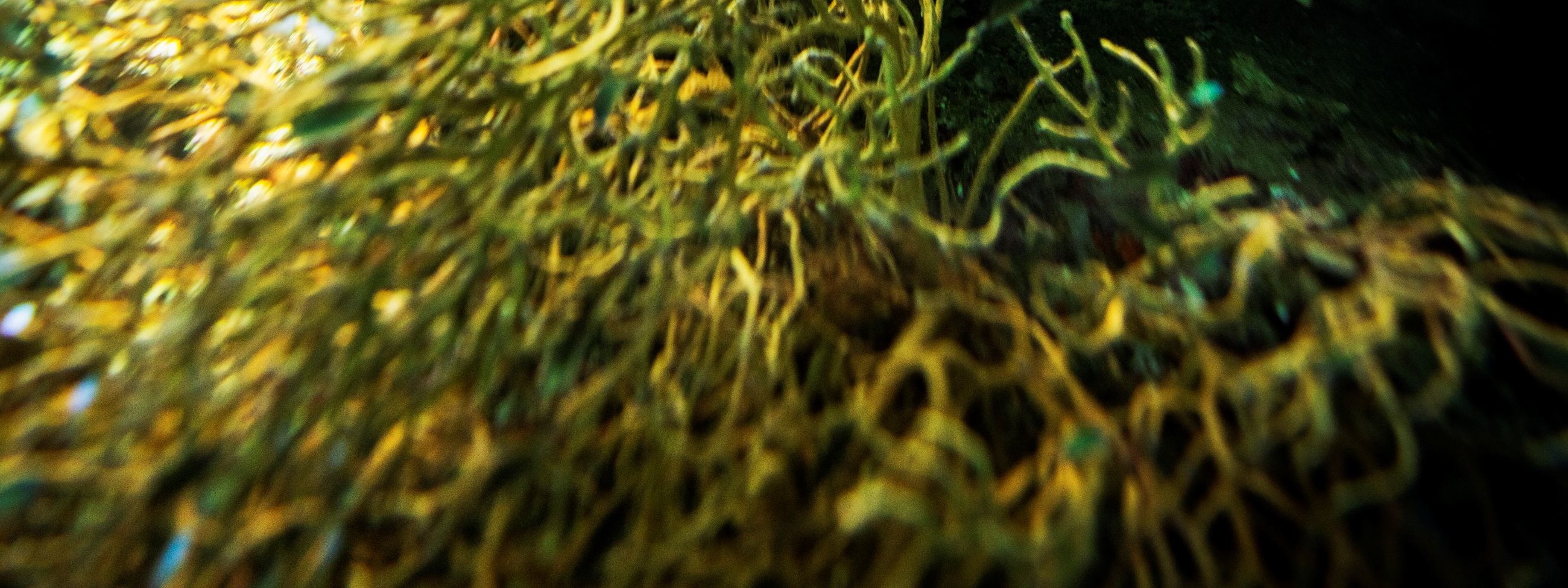 皮皮島水肺潛水課