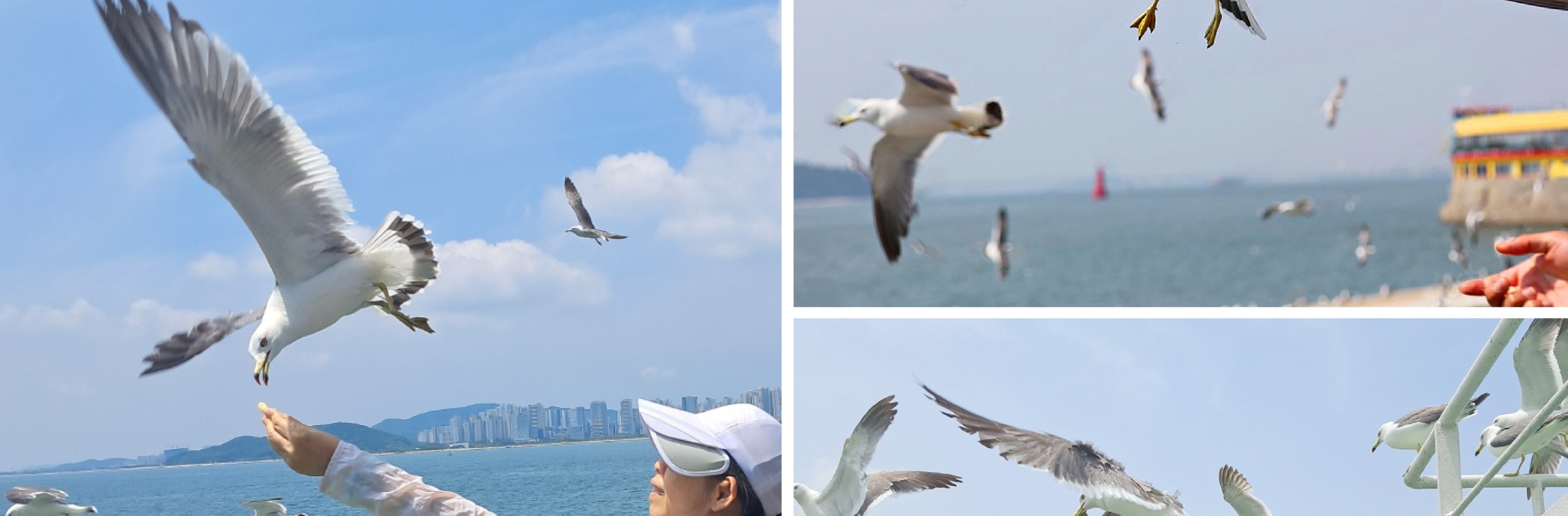 仁川季節性熱門景點一日遊（首爾出發）