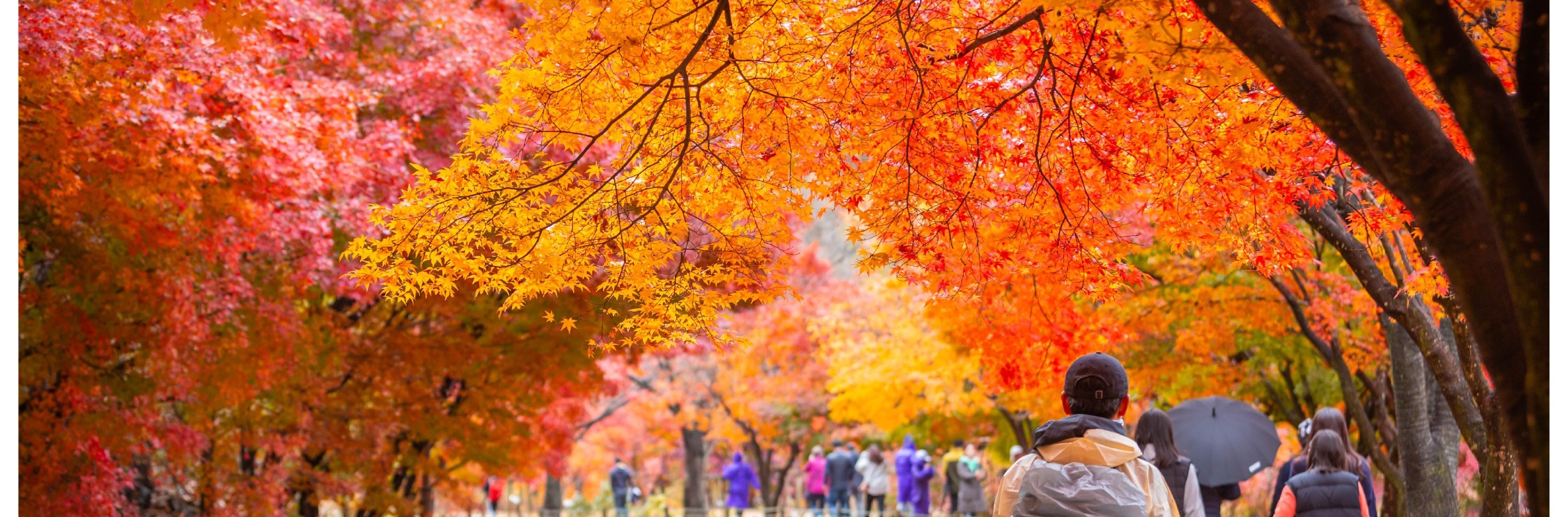 內藏山國立公園秋季賞楓一日遊（首爾出發）