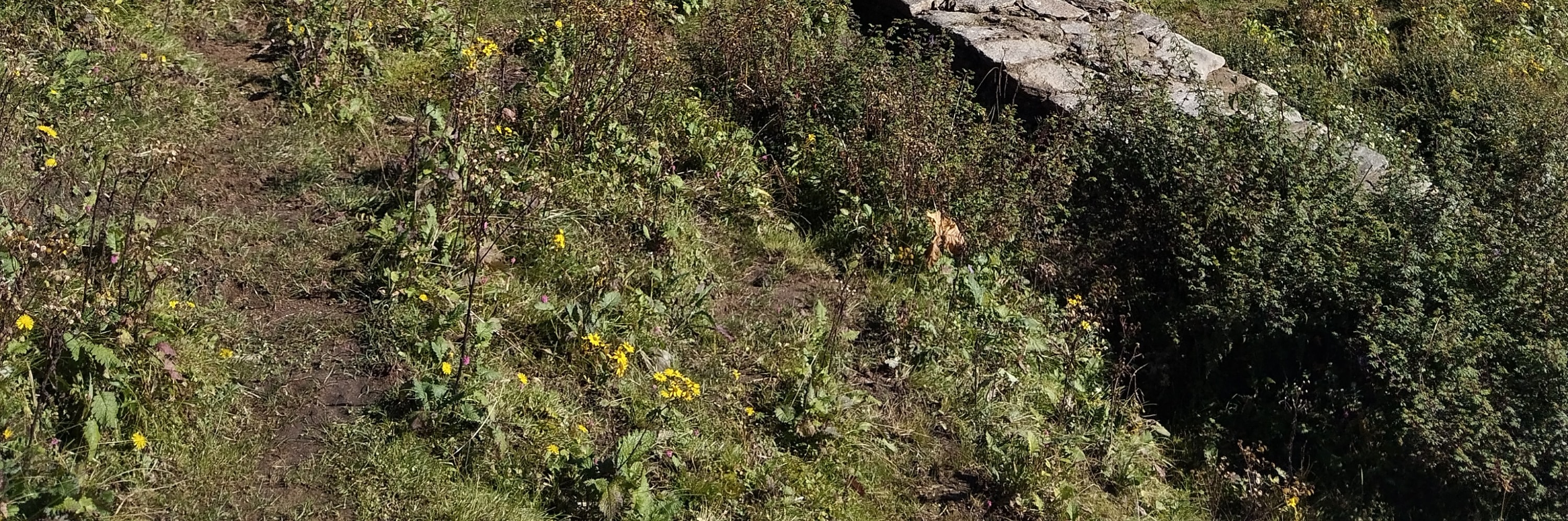博卡拉：4天馬爾迪喜馬拉雅山徒步之旅