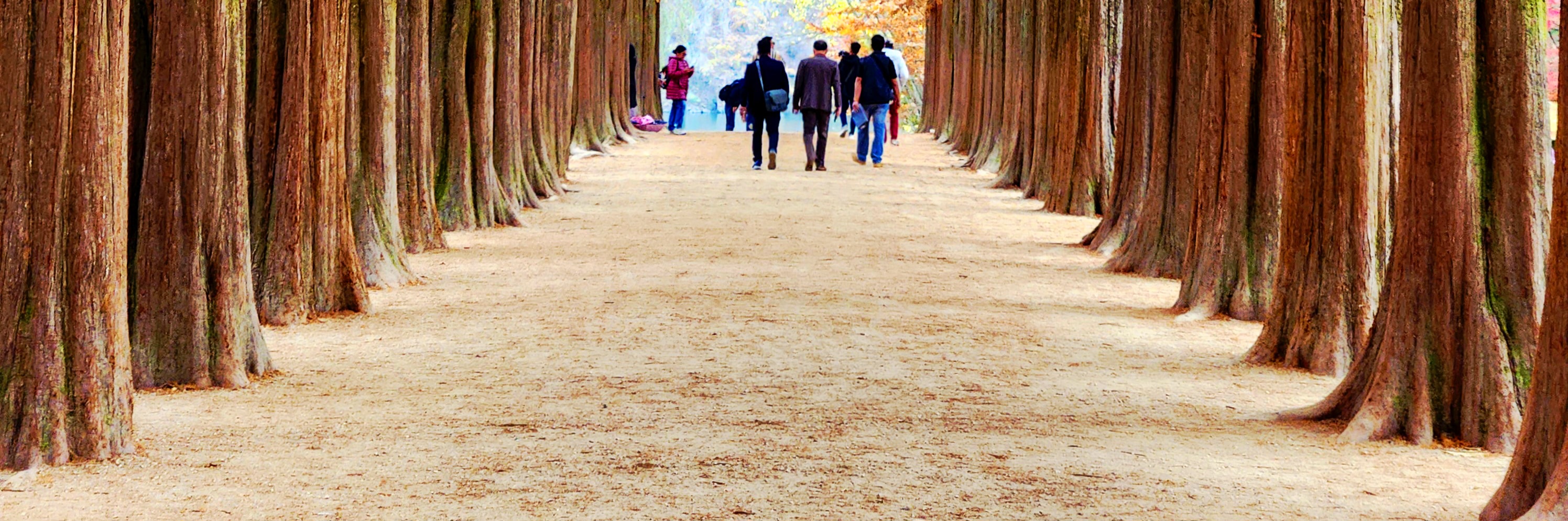 秋天將島嶼染上金黃的銀杏與火紅的楓葉，美不勝收。