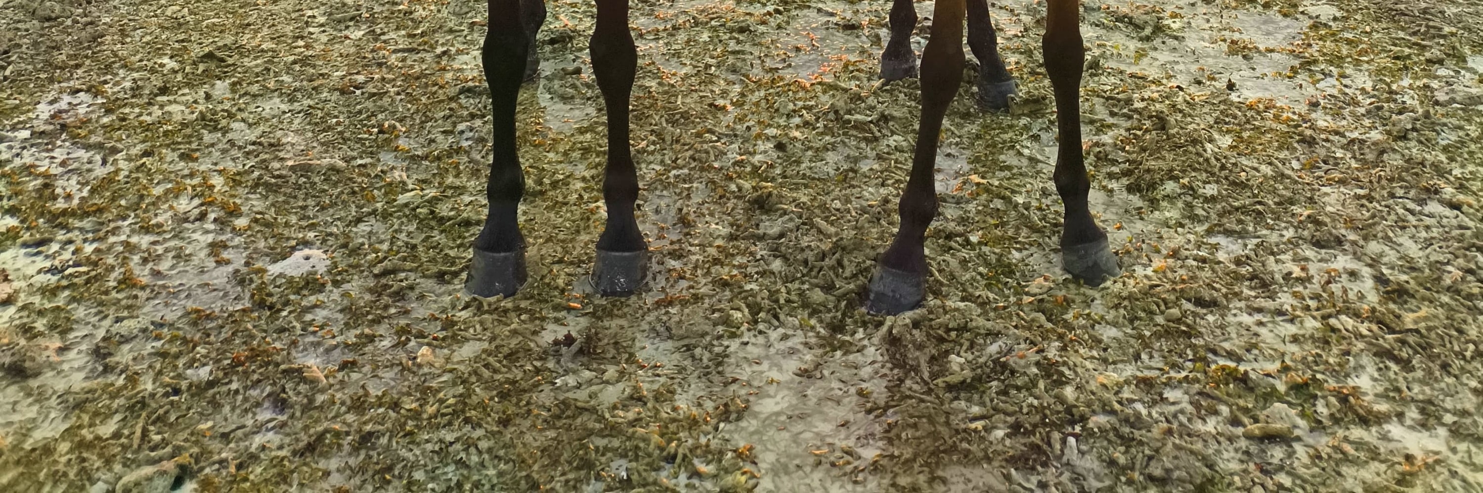 吉利特拉旺安日落或日出海灘騎馬體驗