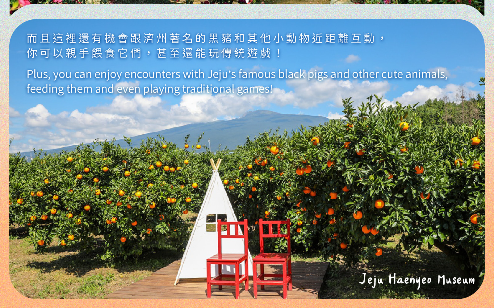 Jeju Eastern / Western / Cherry Blossom / Hydrangea / Private Tour 