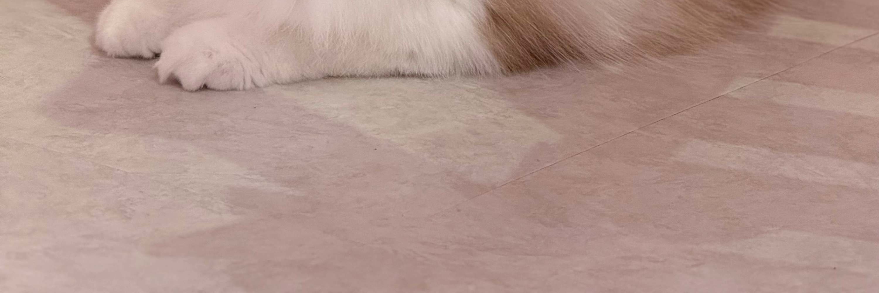 犬山貓咪咖啡館