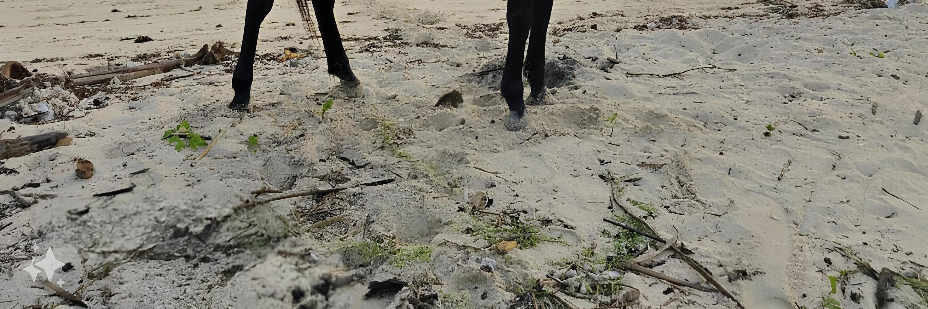 Morning Ride Experience on the Beach of Gili Air Island
