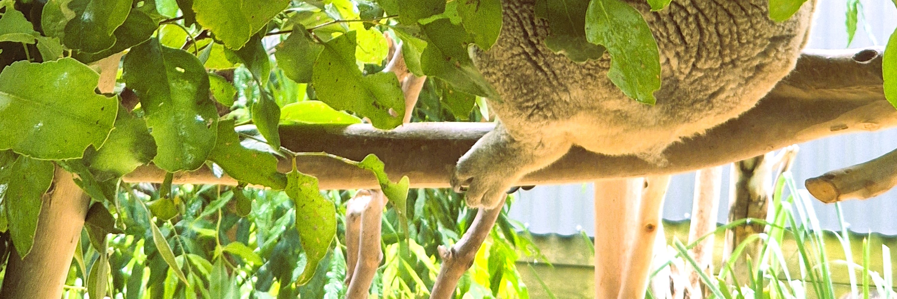 Splendors of Nature on a Blue Mountains Adventure Small Group Tour - Thumbnail 20