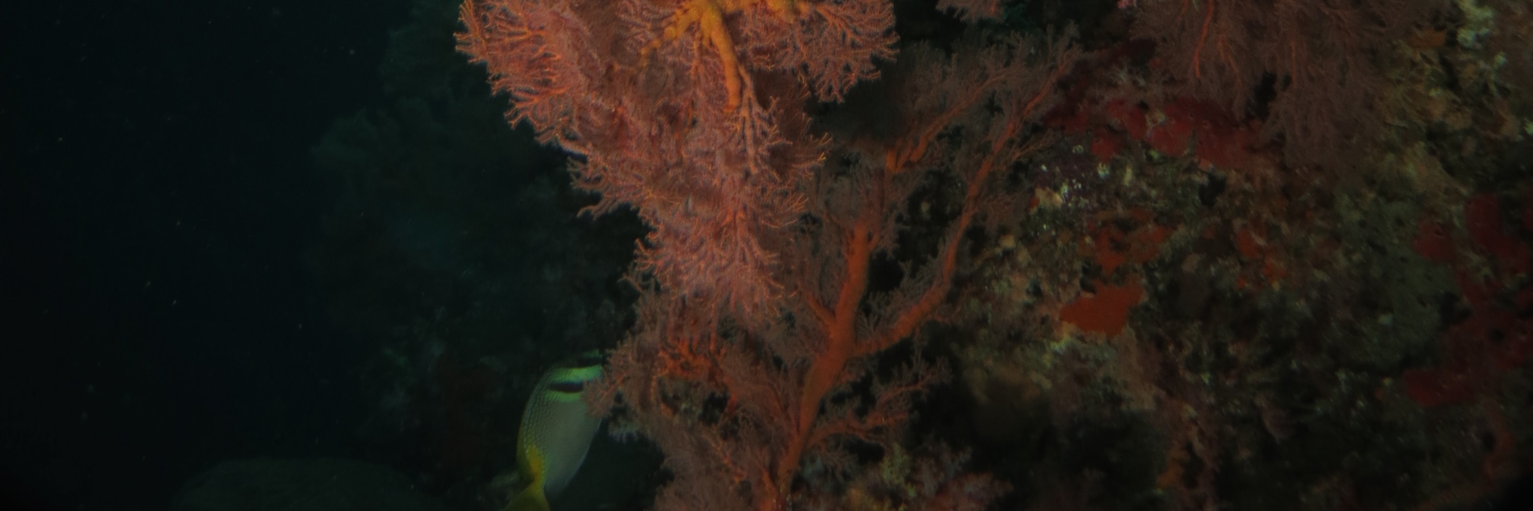 馬布島 PADI 五星潛水中心潛水進階開放水域潛水員課程