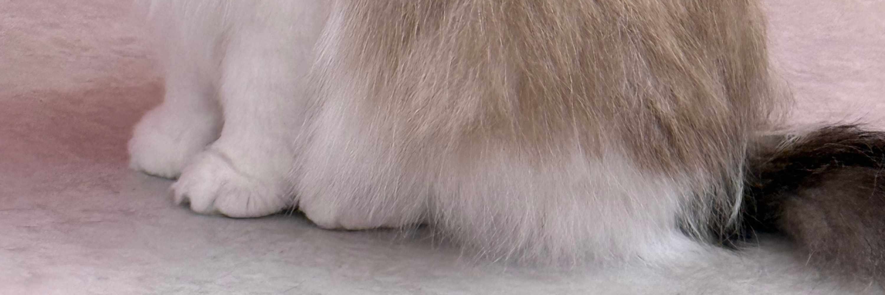 犬山貓咪咖啡館