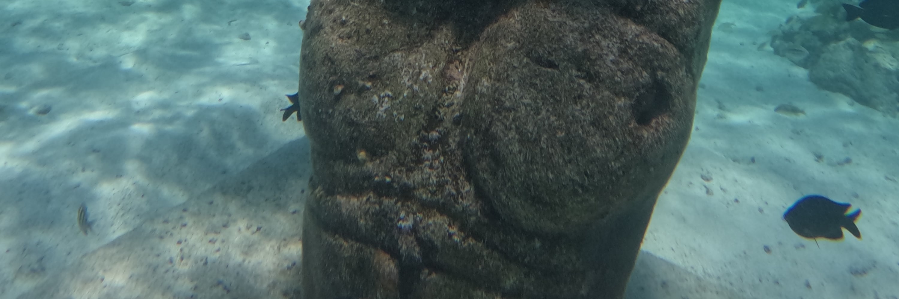5合1浮潛之旅（探索海龜 / 珊瑚礁 / 水下雕塑博物館 / 沉船）