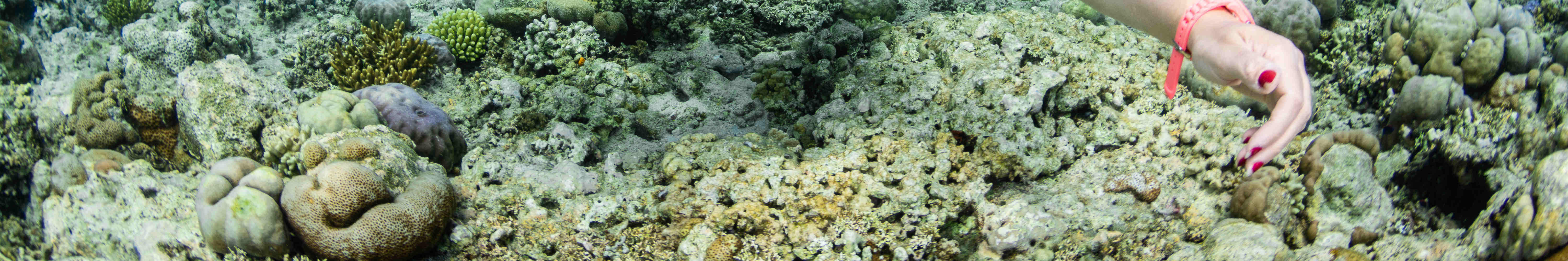 門姜岸島半日浮潛體驗（PADI五星級潛水中心）