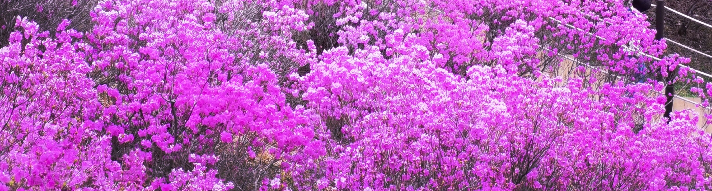 欣賞薰衣草、紫藤、丁香等花田，它們全都呈現出令人驚歎的紫色色調。這景象一定會讓你心花怒放！🌷