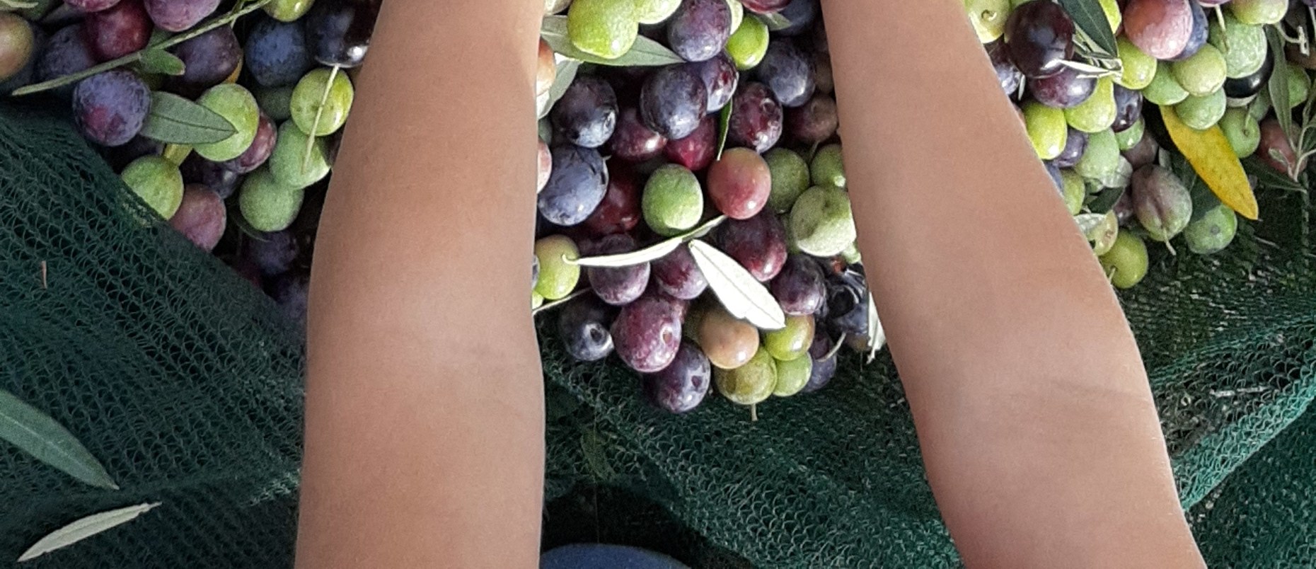 Olives