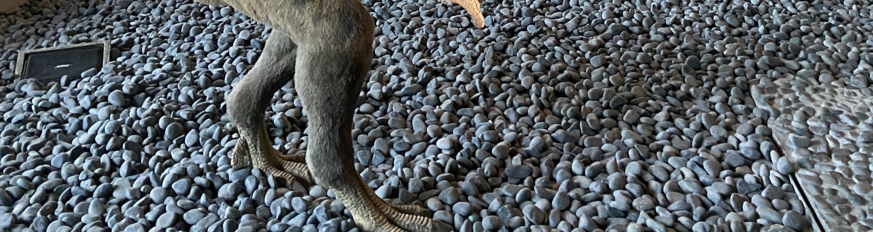 國立自然科學博物館：走訪台中代表性的知性景點，館內展示豐富多元的自然與科學知識，特別是逼真的恐龍模型展區，深受各年齡層旅客喜愛。