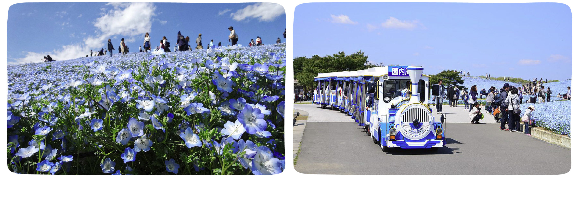 季節限定: 國營常陸海濱公園 & 足利花卉公園一日遊 (東京出發)
