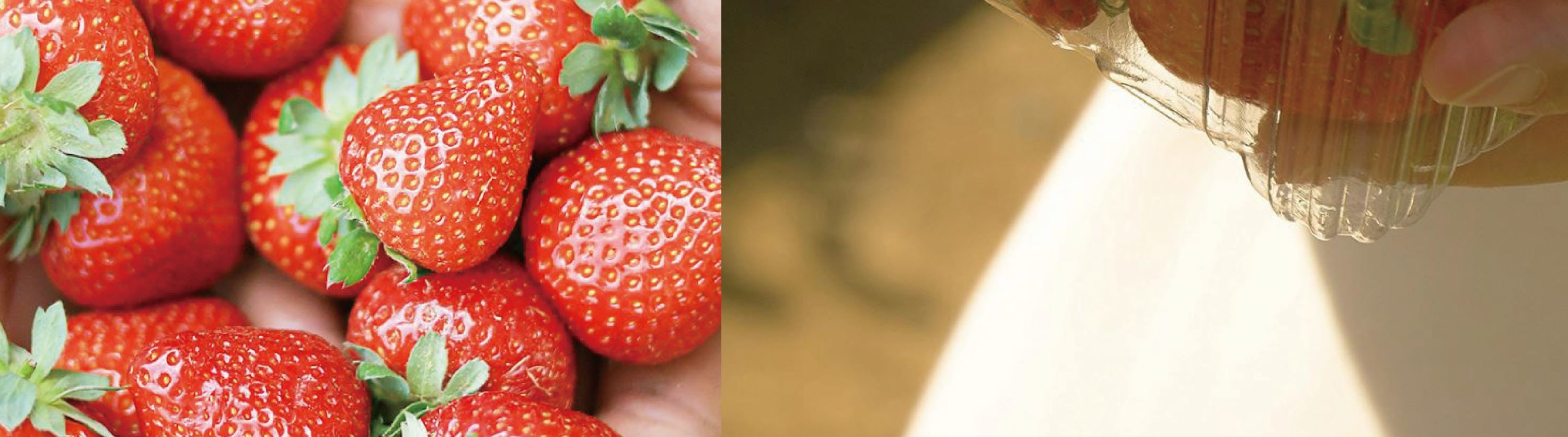 Cheongyang Ice Festival & Nami & Eobi Ice Valley & Strawberry Tour