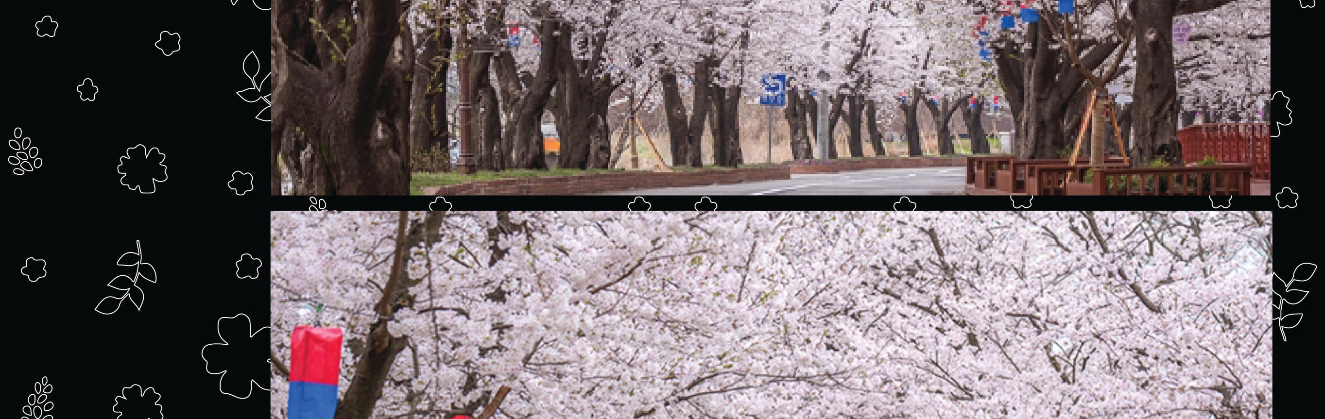 南怡島 (Nami Island) & 伊甸園冰雪世界 (Eobi Ice Valley) & 全景場 (Panorama Field) &  晨靜樹木園 (Morning Calm) 旅遊