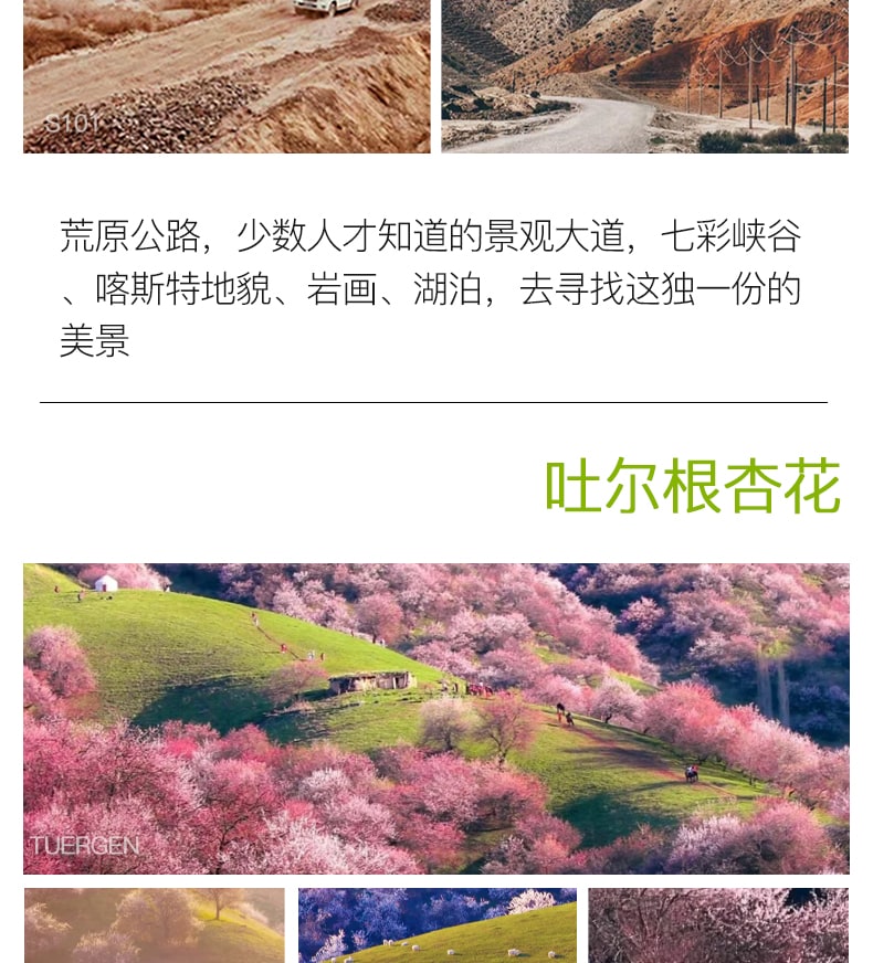 新疆早春伊犁杏韻伊春7日（攝影領隊全程陪同+大西溝+吐爾根杏花+賽里木湖+庫爾德寧草原小火鍋+安集海大峽谷+喀贊其下午茶）