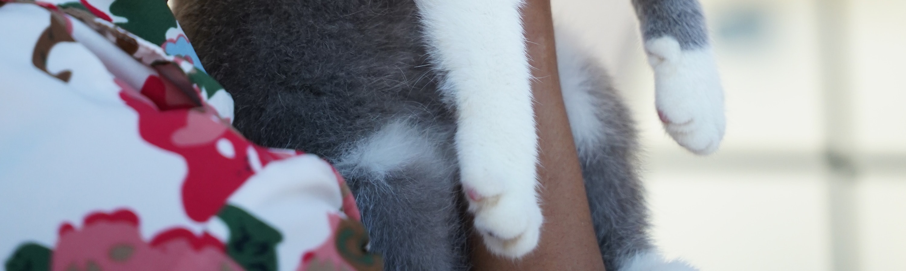巴厘島寵物天堂寵物咖啡館和休息室 (Pet Cafe and Lounge in Bali Pet Nirvana)