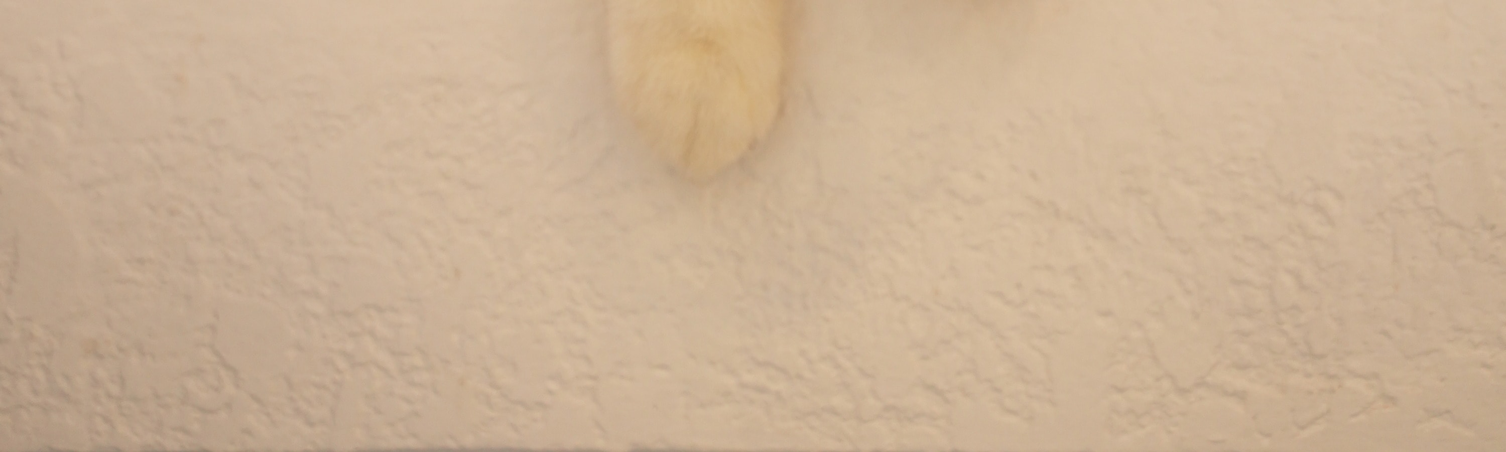 巴厘島寵物天堂寵物咖啡館和休息室 (Pet Cafe and Lounge in Bali Pet Nirvana)