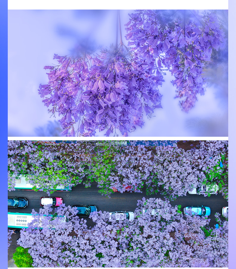 雲南昆明藍花楹與蒼洱瀘沽｜7天6晚2~7人小團（昆明+藍花楹+大理洱海+瀘沽湖+瀑布溫泉+西昌藍花楹+元謀土林）