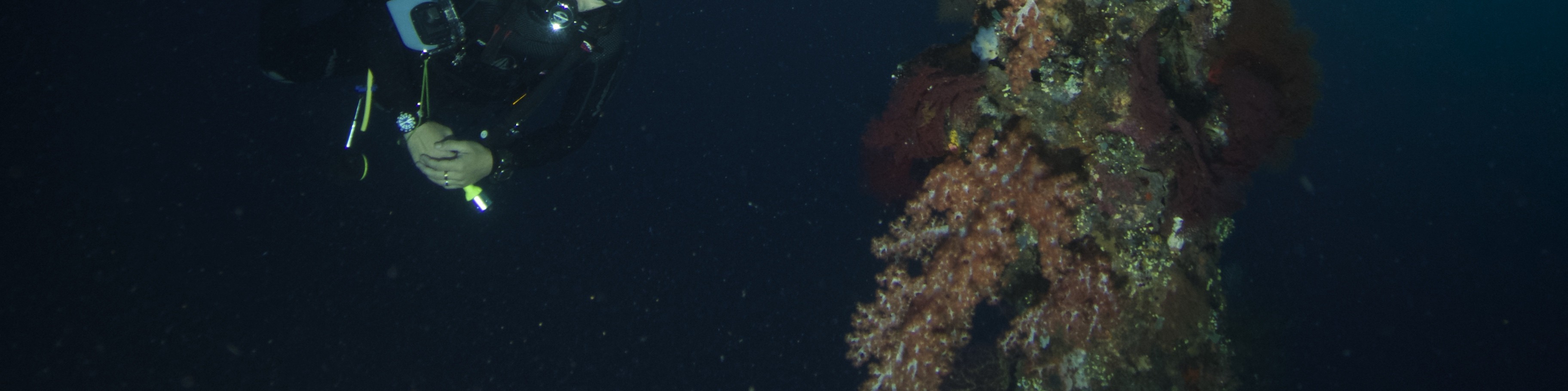在 USAT Liberty Wreck 進行 2 次潛水，沉浸在圖蘭本迷人的深處，歷史與生機勃勃的海洋生物在這裡相遇