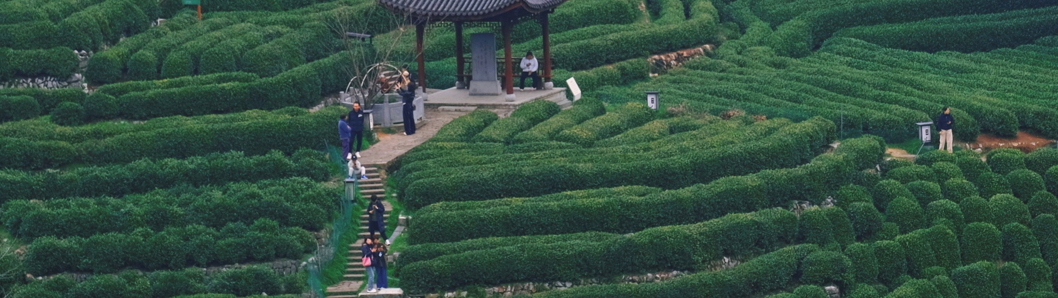 茶園美景