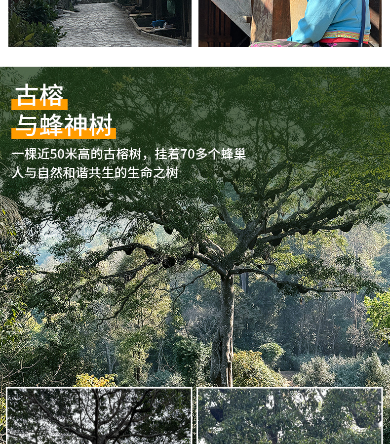 雲南版納往事6日（告莊夜市+傣族園+景邁山+中科院植物園+雨林徒步+野象谷+糯幹翁基古寨）
