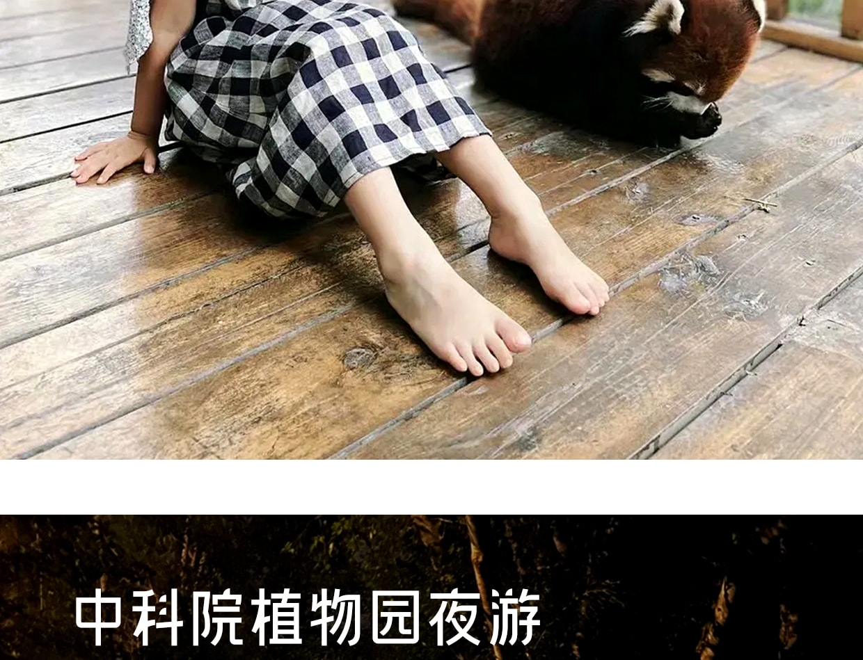 ❣️【放虎归山】云南西双版纳普洱6天5晚亲子游私家团(普洱森林公园+夜游植物园+小熊猫互动+告庄旅拍) 行程图 17
