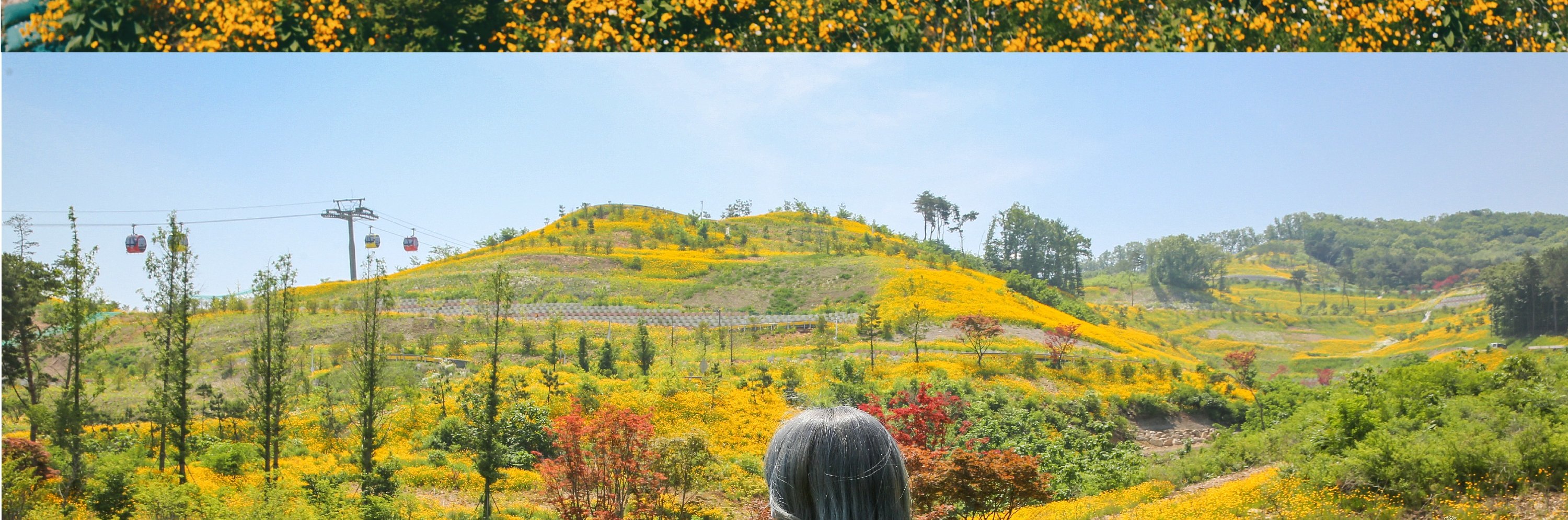 仁川季節性熱門景點一日遊（首爾出發）