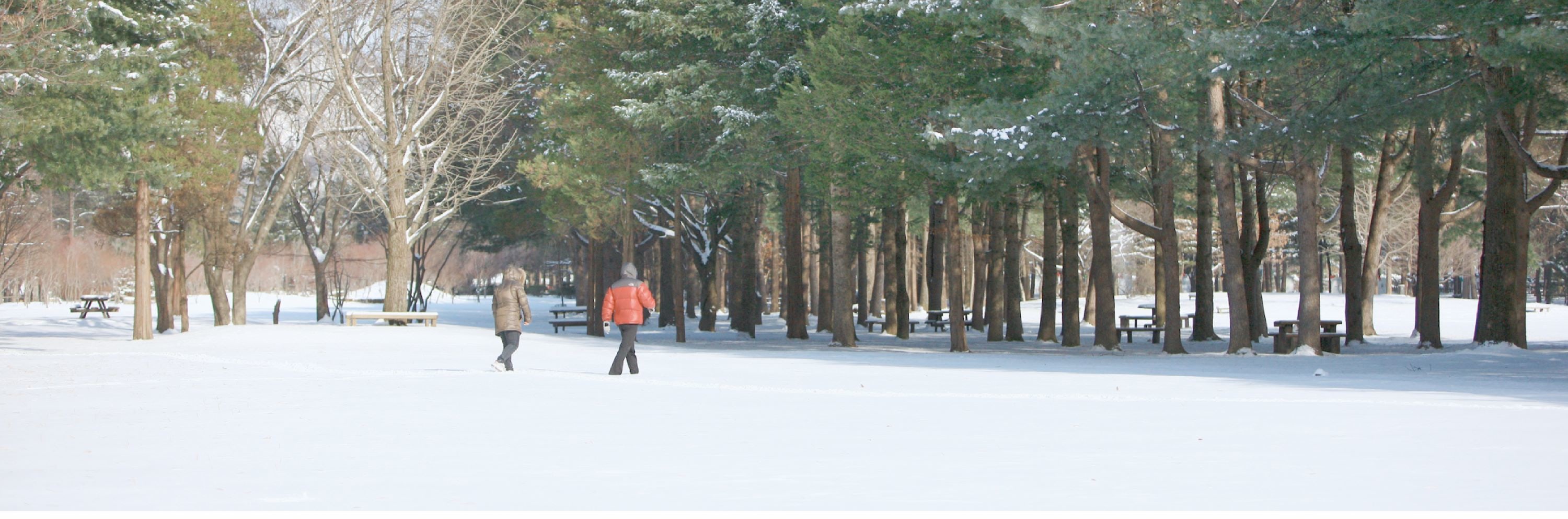 Cheongyang Ice Festival & Nami & Eobi Ice Valley & Strawberry Tour