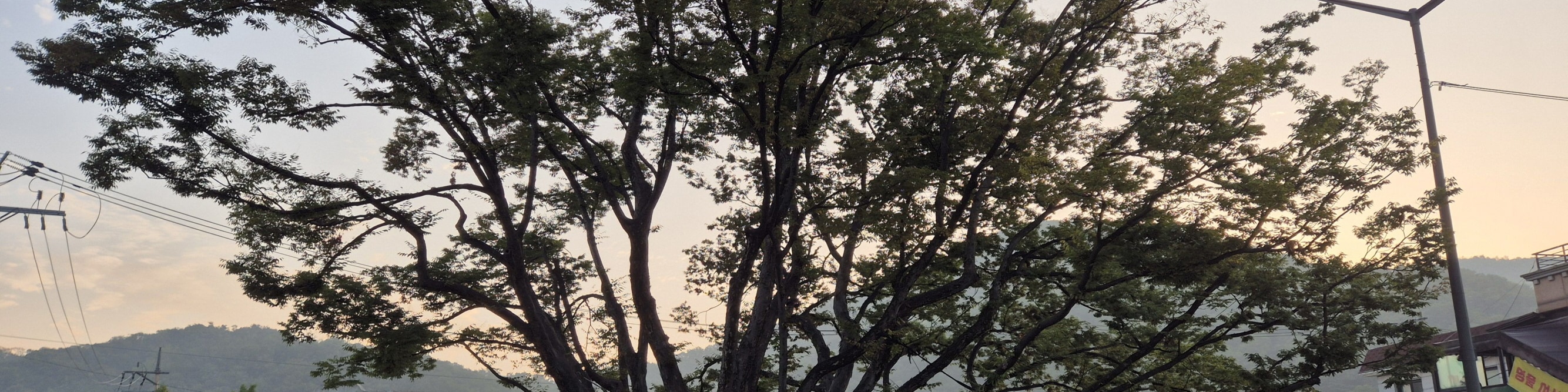 big tree in Cheonggyesan Mt, Entrance