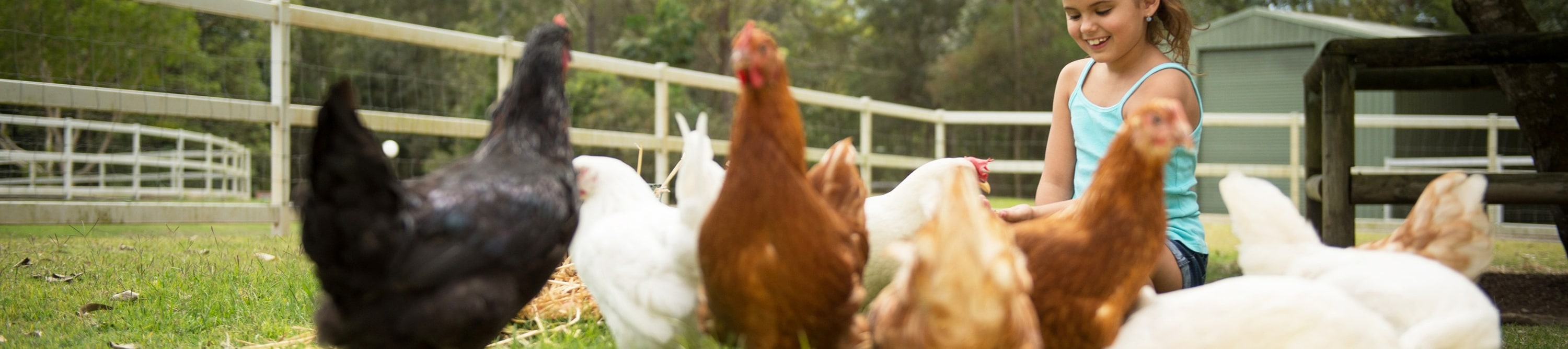 Visit the nursery to see fluffy chickens, perfect for a fun family outing
