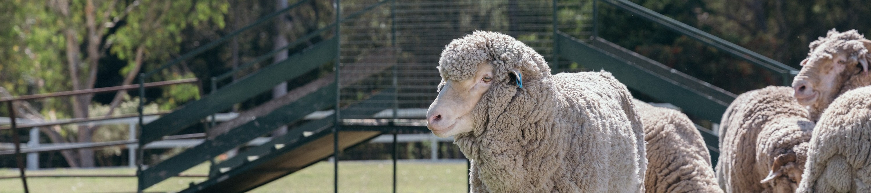 Experience the thrilling stockman show, a tribute to Australia’s rugged outback heritage