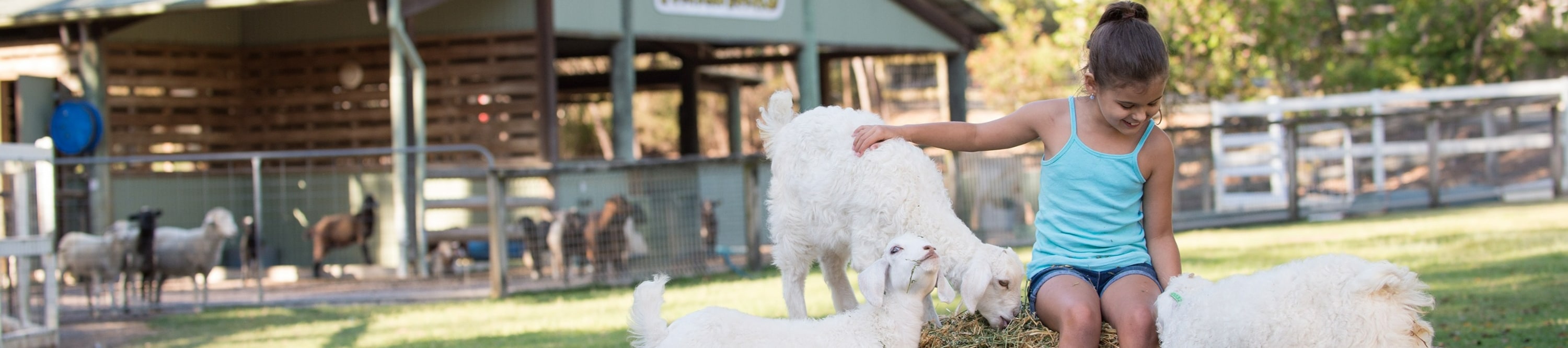 Explore the kids' nursery area, where little ones interact with friendly farm animals