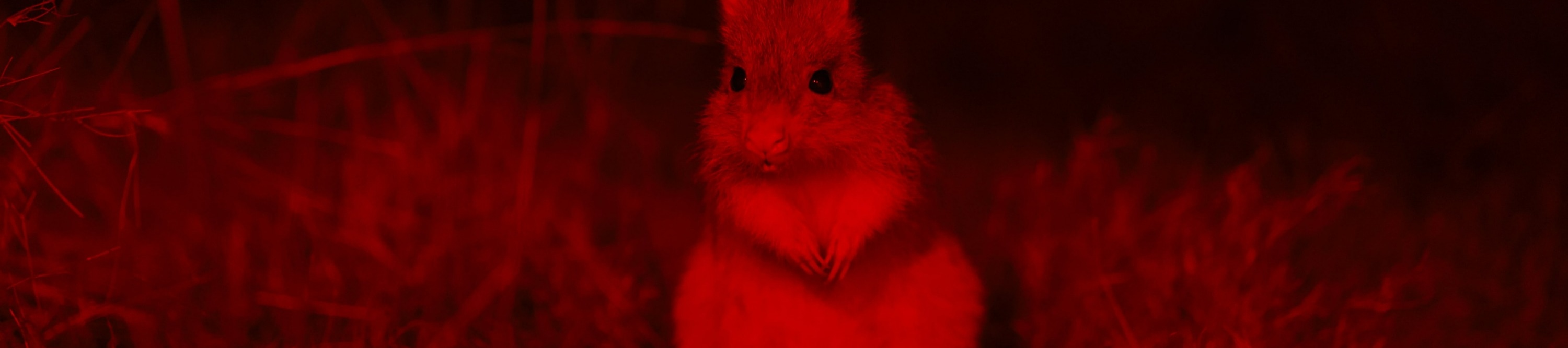 龍柏無尾熊動物園夜間導覽