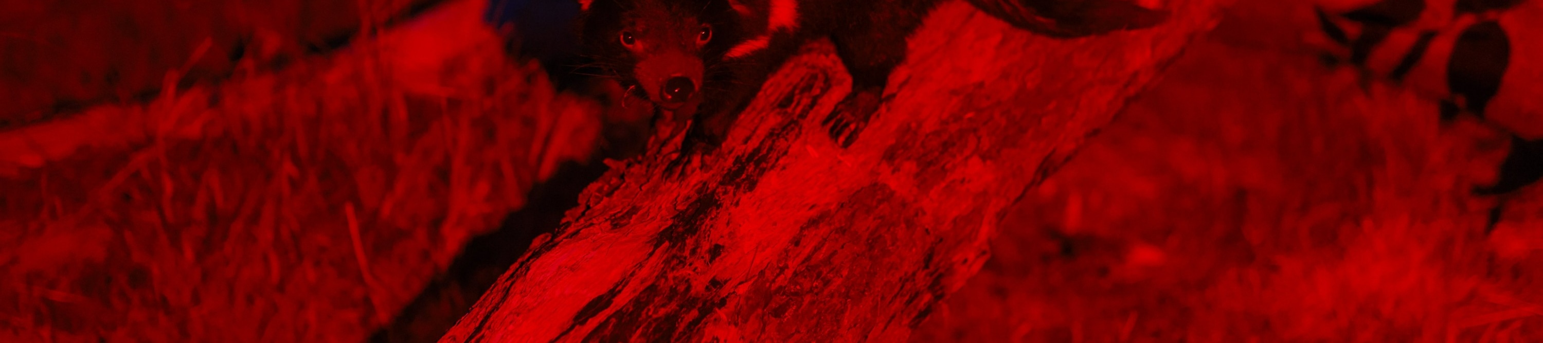 龍柏無尾熊動物園夜間導覽
