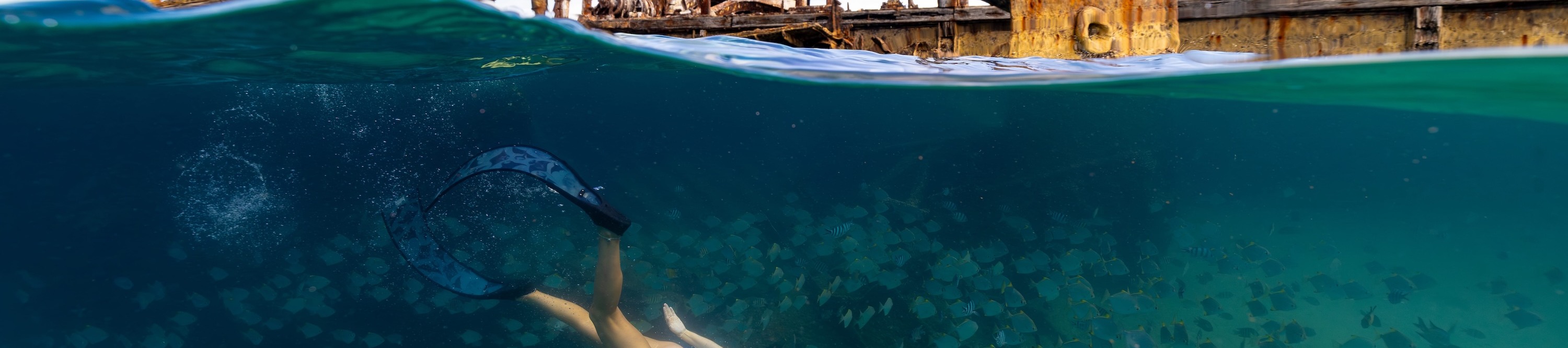 潛入沉船殘骸 (Tangalooma Wrecks) 的海底仙境。 潛入沉船殘骸 (Tangalooma Wrecks) 的海底仙境。