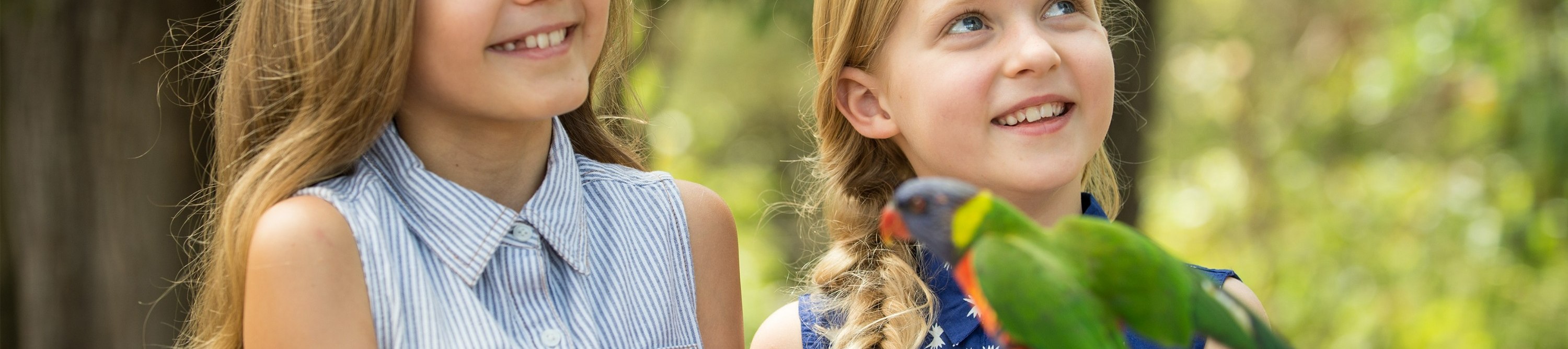 Wander among colorful lorikeets, watching them flutter and interact in their natural habitat