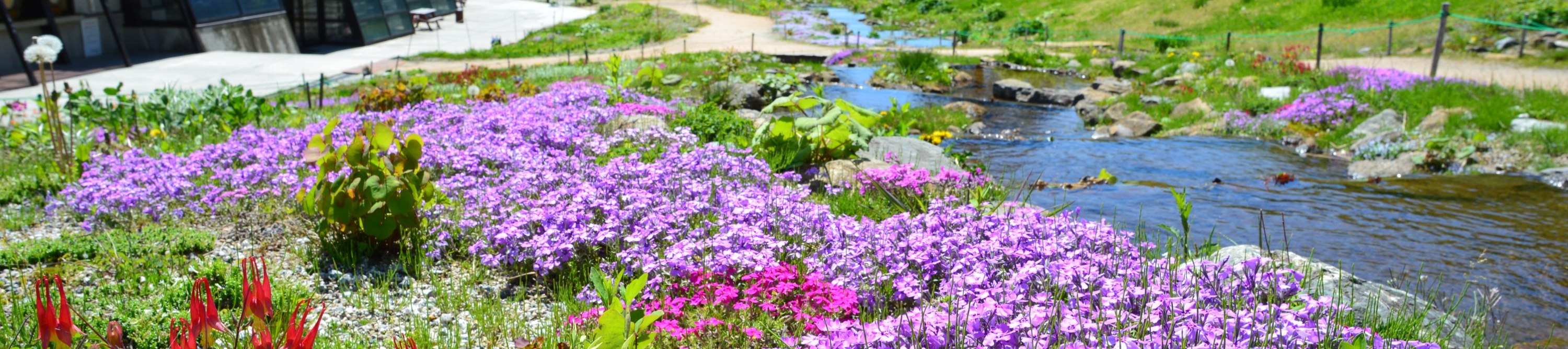 白馬五竜高山植物園纜車往返票（長野縣）