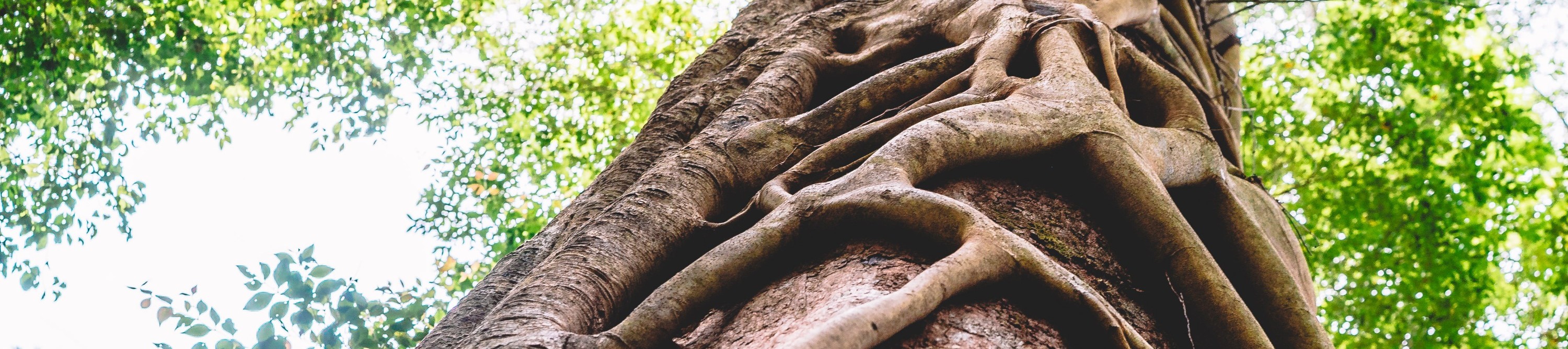 Rainforest trees on K'gari (Fraser Island)