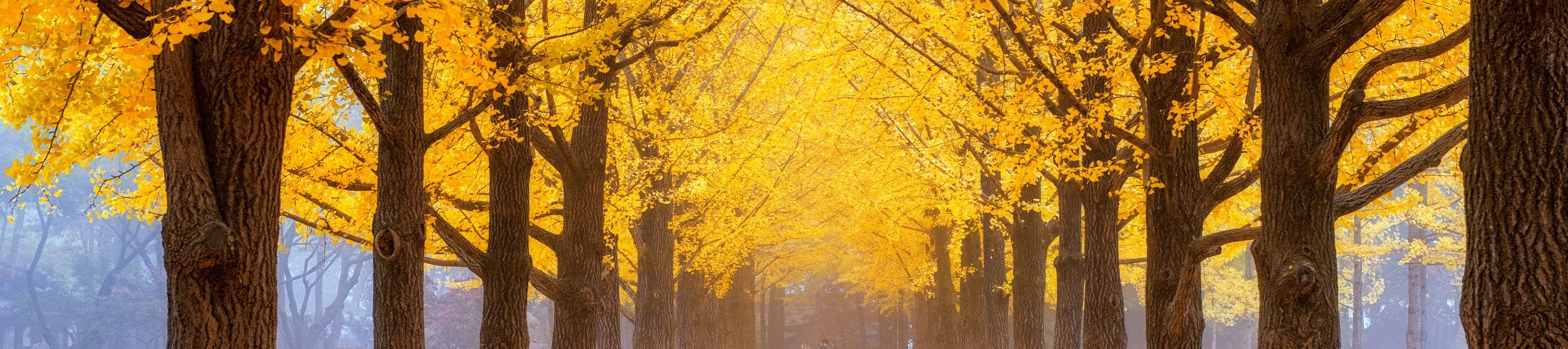 Escape to Nami Island – nature’s fairytale in Korea.