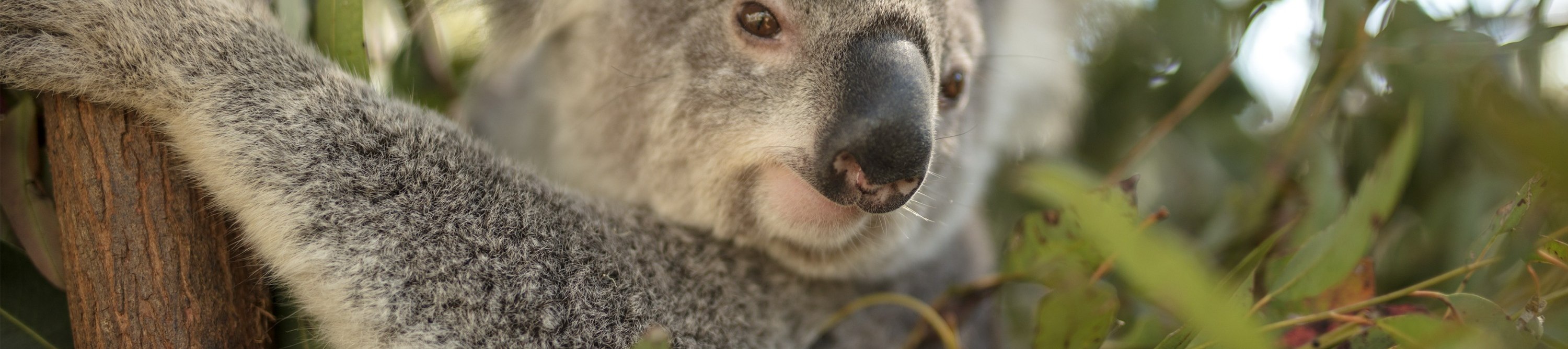 Discover koalas up close during your leisurely wildlife walkabout, perfect for animal lovers