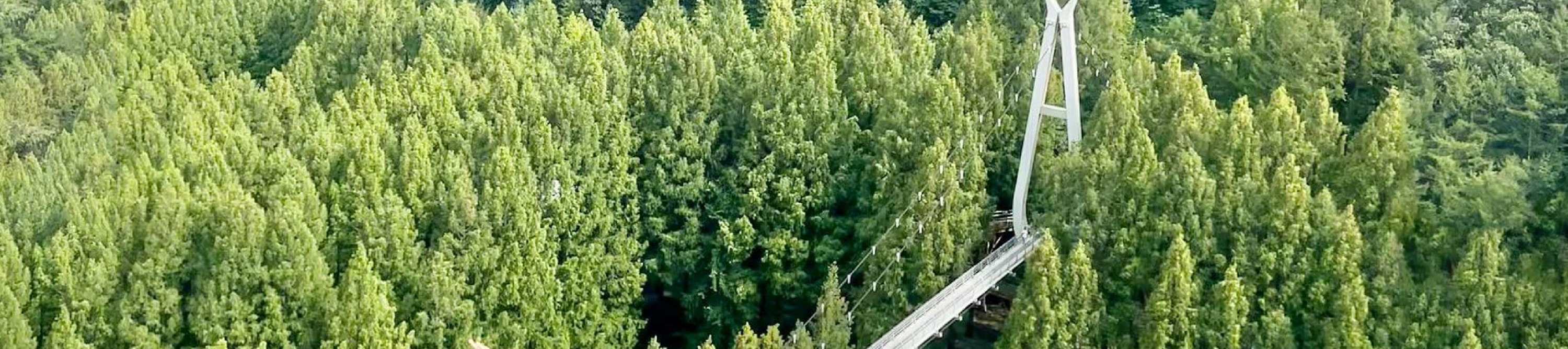 長泰山可以欣賞到周圍群山和森林的壯麗全景。🌳