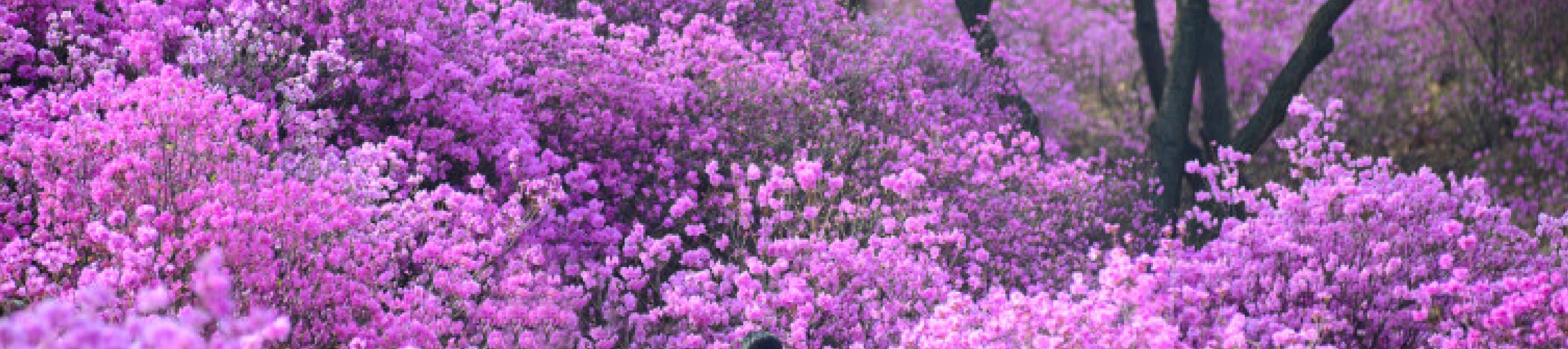 所以，帶上你的相機和你最喜歡的愛花朋友——是時候去紫色了！💜